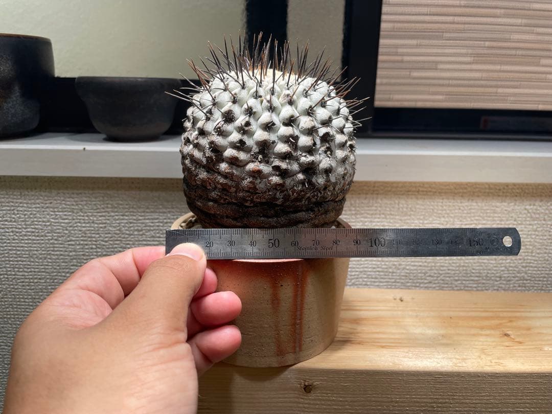 コピアポア　弧竜丸　コルムナアルバ　現地球　最終値下げ