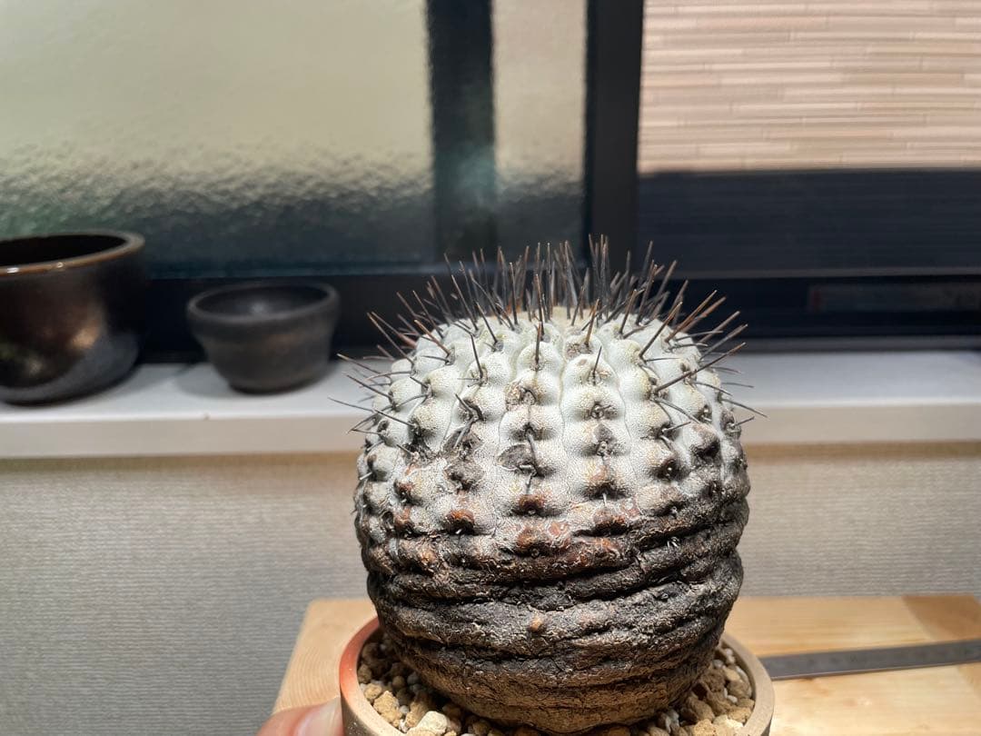 コピアポア　弧竜丸　コルムナアルバ　現地球　最終値下げ