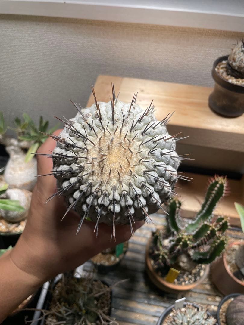 コピアポア　弧竜丸　コルムナアルバ　現地球　最終値下げ