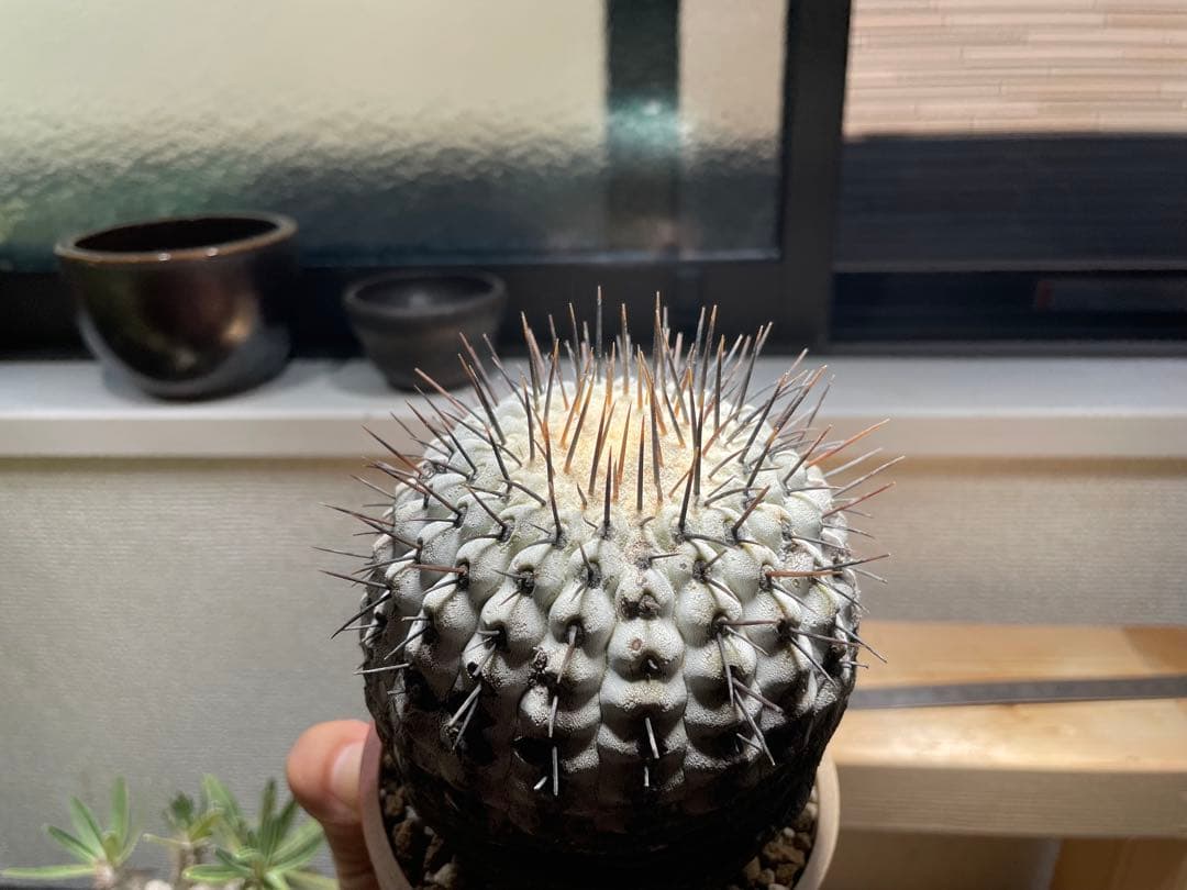 コピアポア　弧竜丸　コルムナアルバ　現地球　最終値下げ