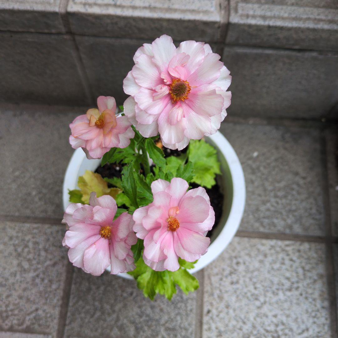 そら様ご確認画像！