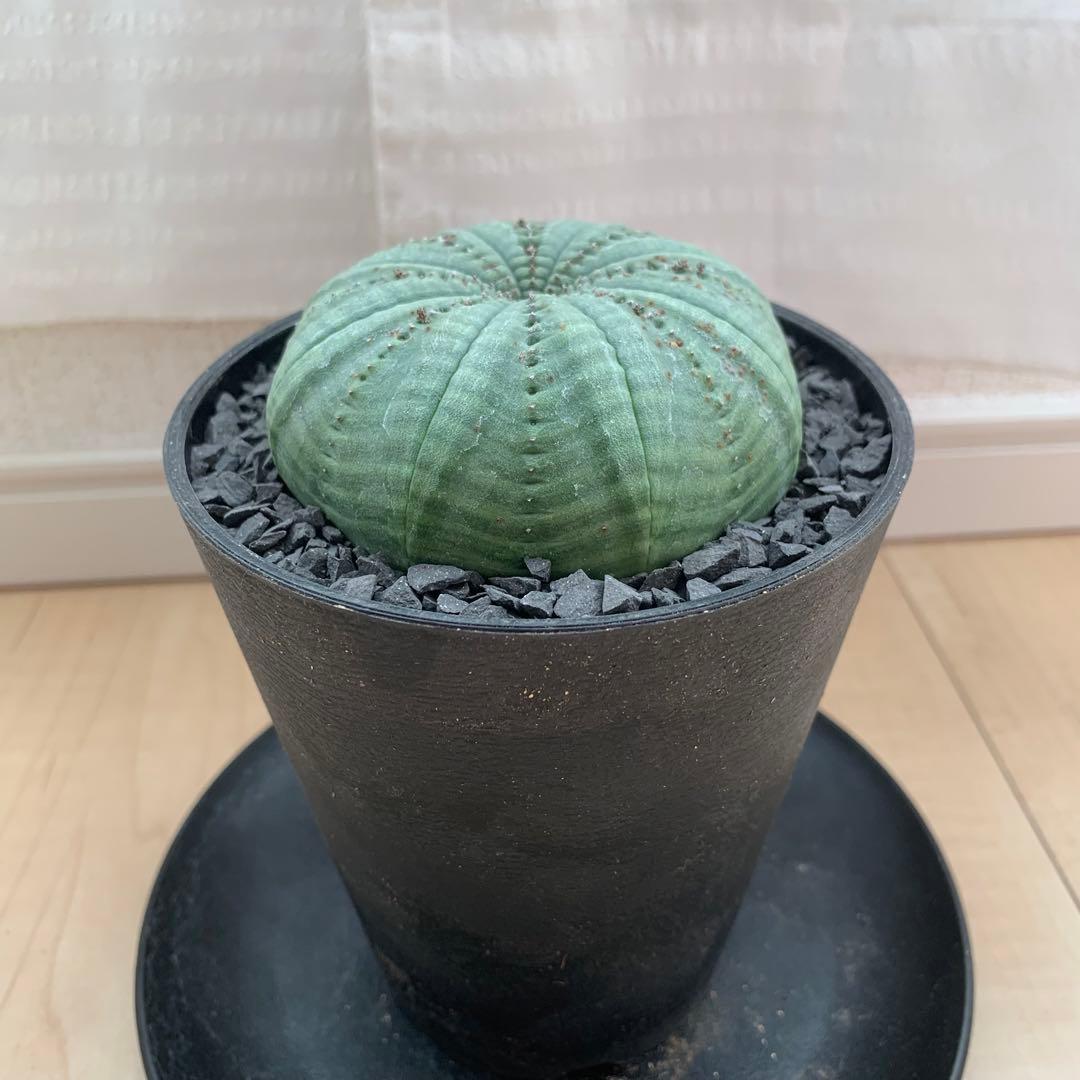 シンメトリカ 仔吹きタイプではない 7.5cm 3.5寸 超扁平お饅頭型