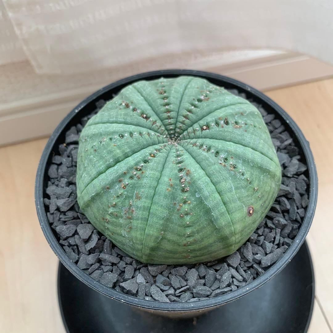 シンメトリカ 仔吹きタイプではない 7.5cm 3.5寸 超扁平お饅頭型