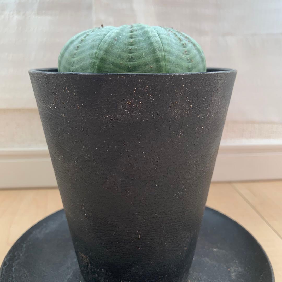 シンメトリカ 仔吹きタイプではない 7.5cm 3.5寸 超扁平お饅頭型