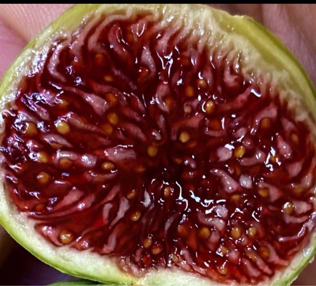 超希少 イチジクBoysenberry Blushボイセンベリー ブラッシュ穂木