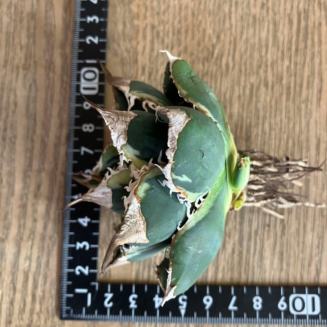 速達】①特大 子株付き 特選 太棘 アガべ SAD錦 覆輪斑 TC - メルカリ