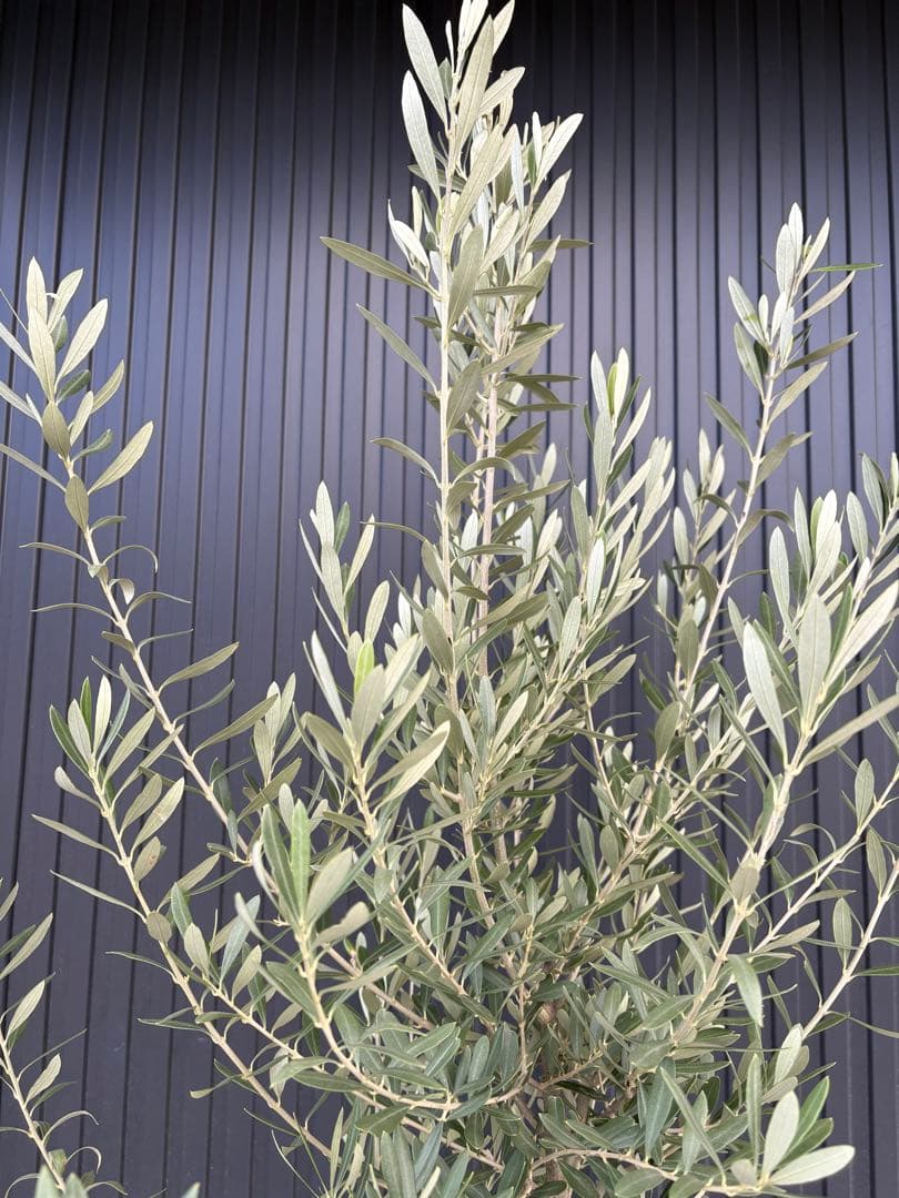 ■オリーブ■シプレッシーノ■シンボルツリー■