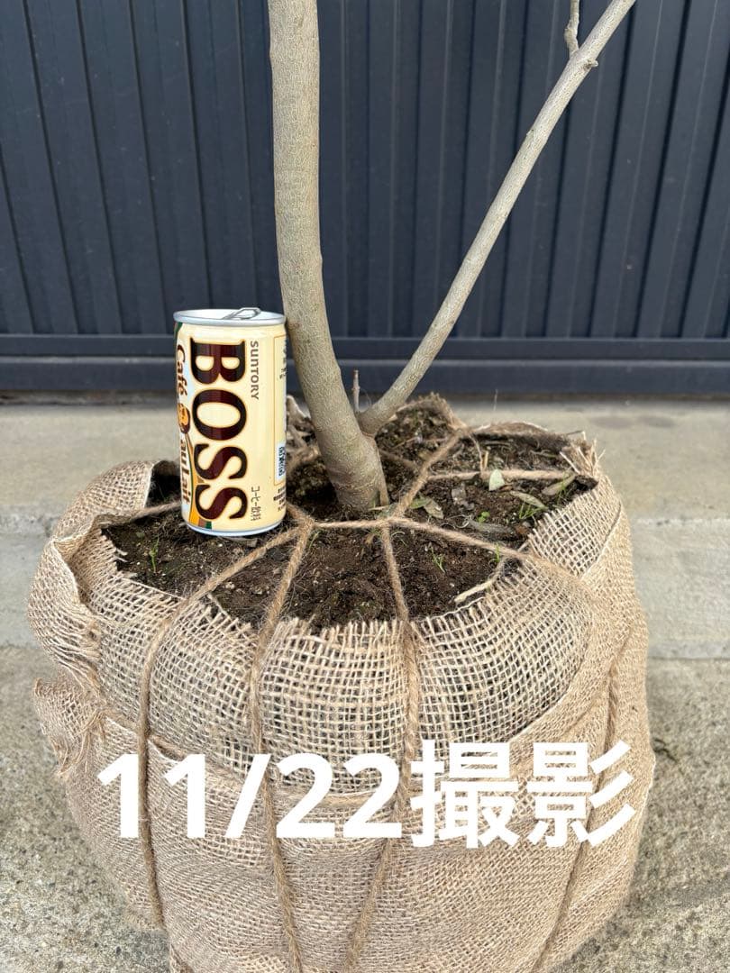 ■オリーブ■シプレッシーノ■シンボルツリー■