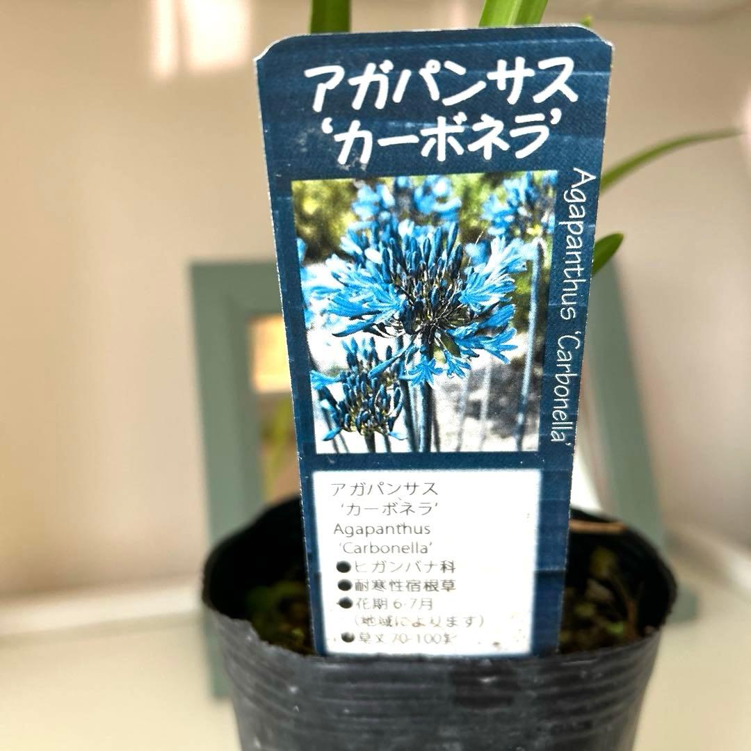 【レア苗】【大株】アガパンサス　カーボネラ　4号ポット苗《9/5》