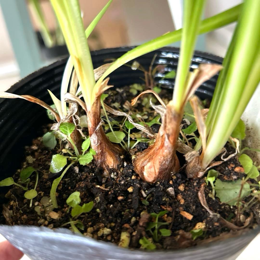 【レア苗】【大株】アガパンサス　カーボネラ　4号ポット苗《9/5》