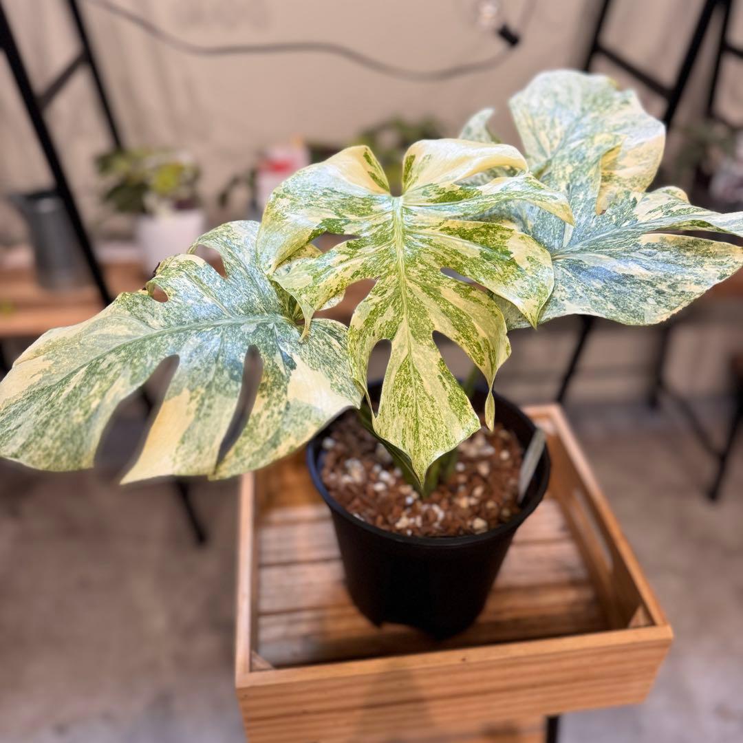 6 モンステラ レガシー 'ダイヤモンド' 美しい白さ 極上の一株 - メルカリ