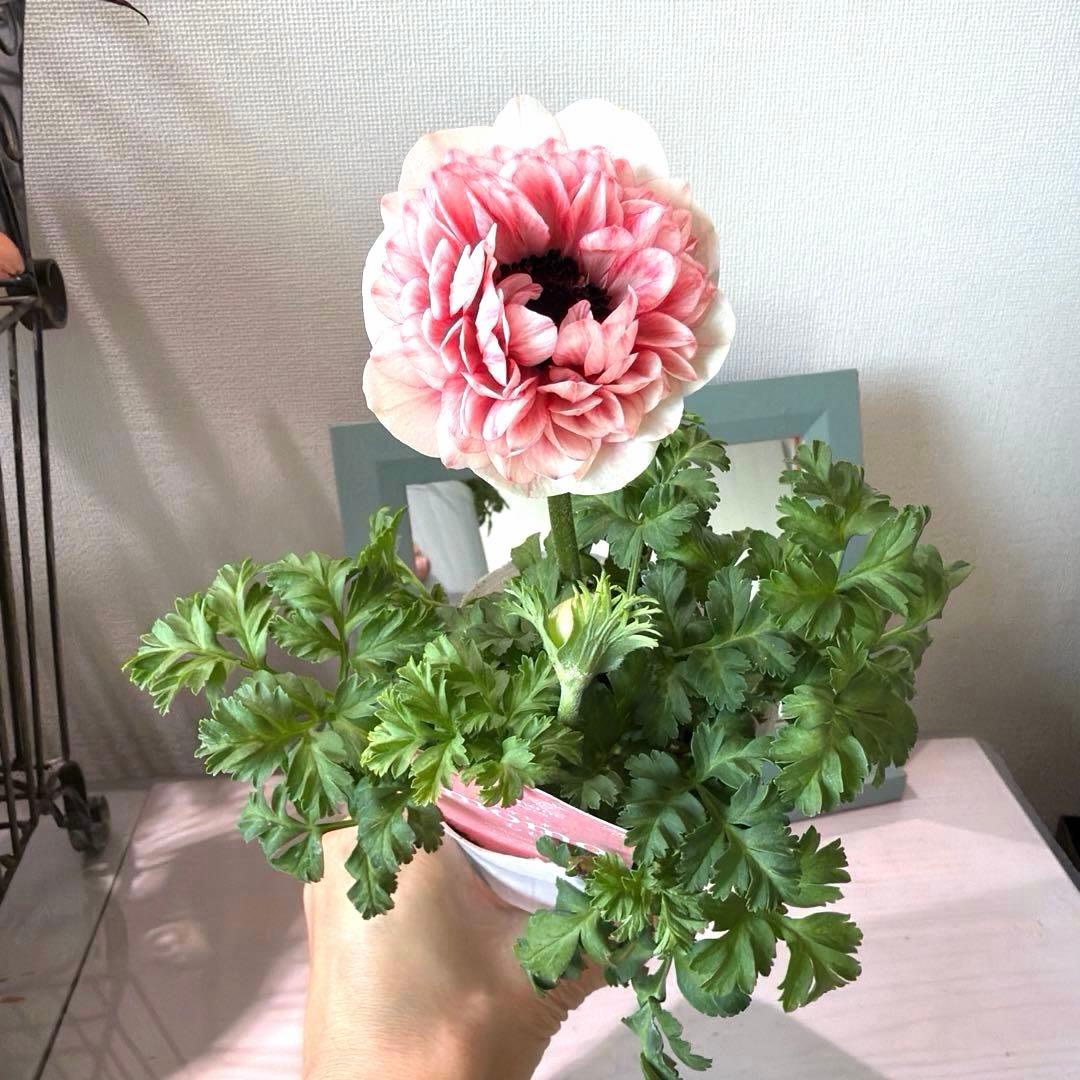 【1年株】八重咲きアネモネ momo もも　オフホワイト赤みピンク系《2/5》