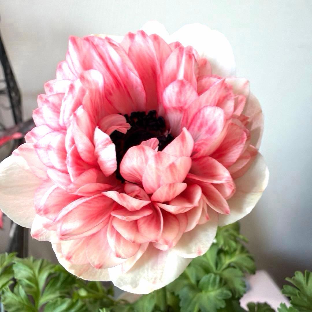 【1年株】八重咲きアネモネ momo もも　オフホワイト赤みピンク系《2/5》