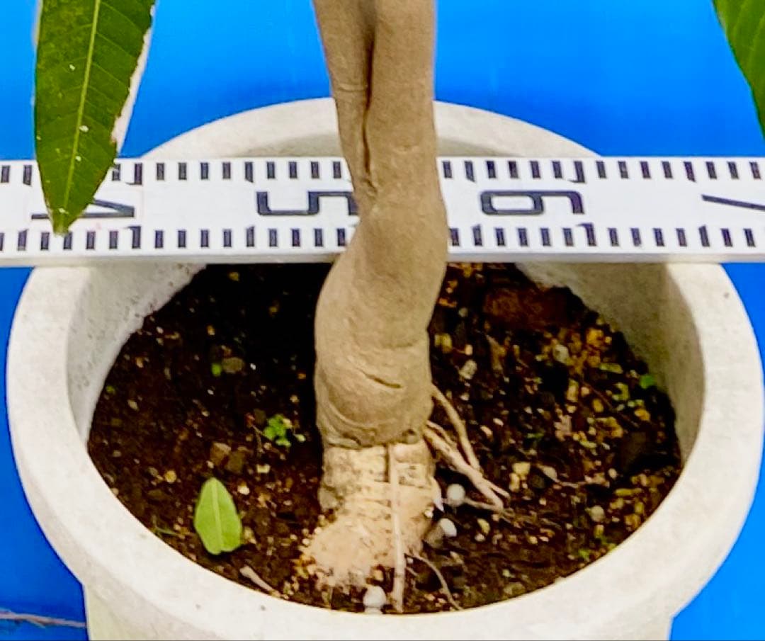 38ヤマシタマンゴー 耐寒性フルーツ