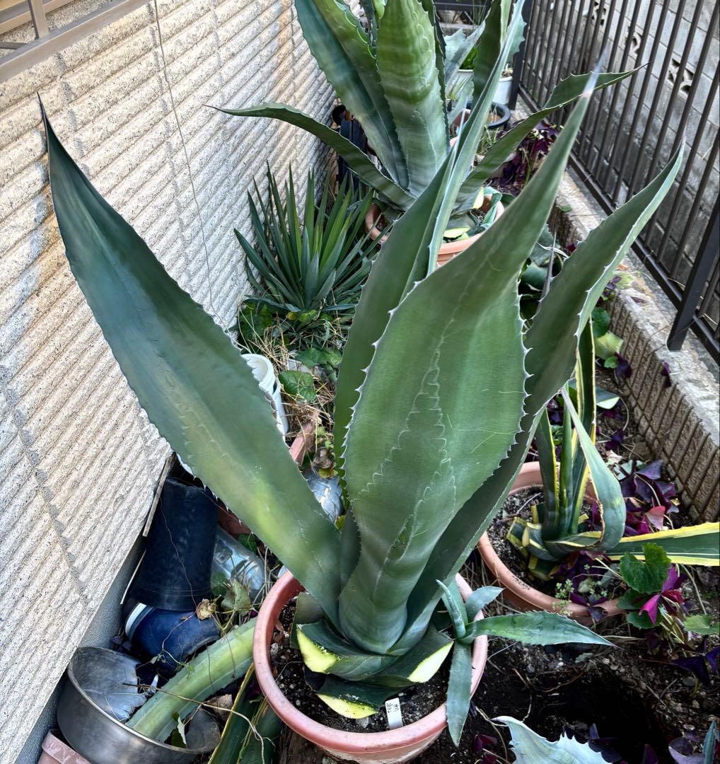特大‼️ レア‼️ 極耐寒性モンスター アガベ シグマトフィラ