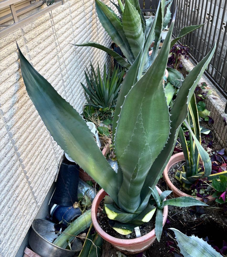 特大‼️ レア‼️ 極耐寒性モンスター アガベ シグマトフィラ