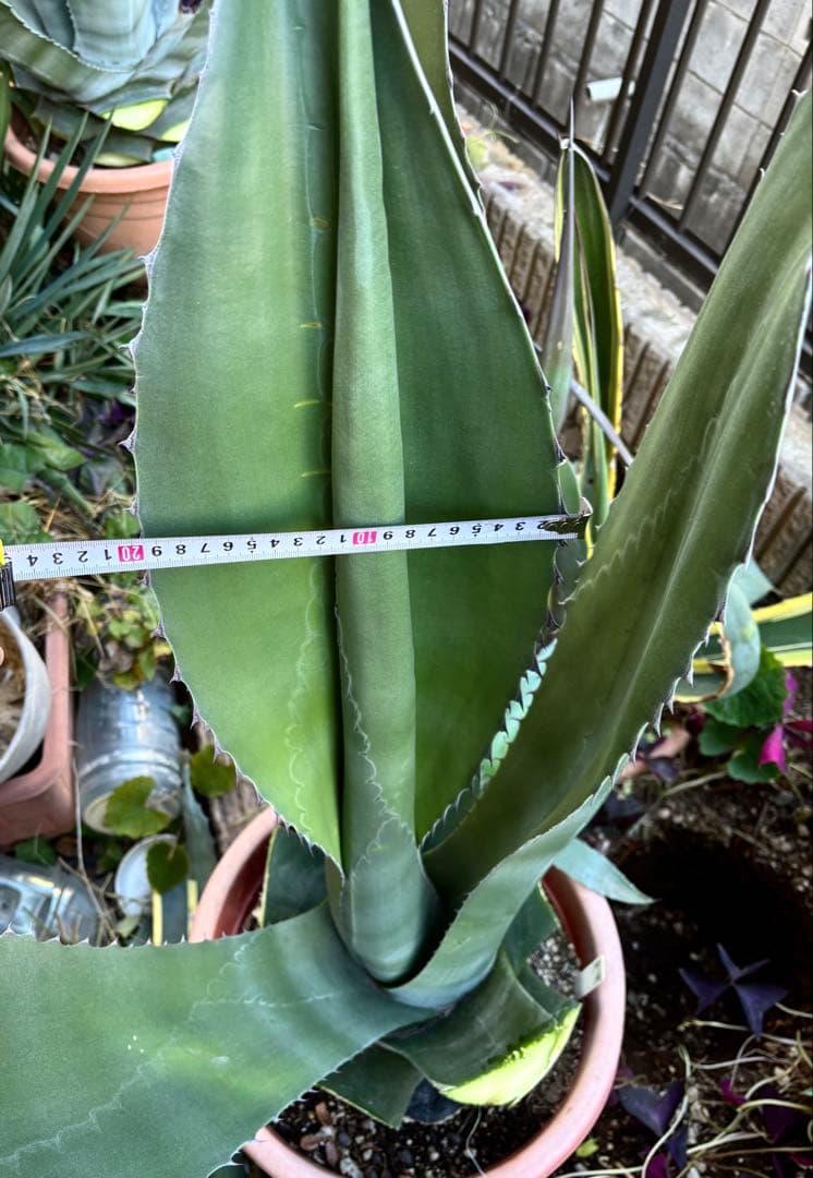 特大‼️ レア‼️ 極耐寒性モンスター アガベ シグマトフィラ