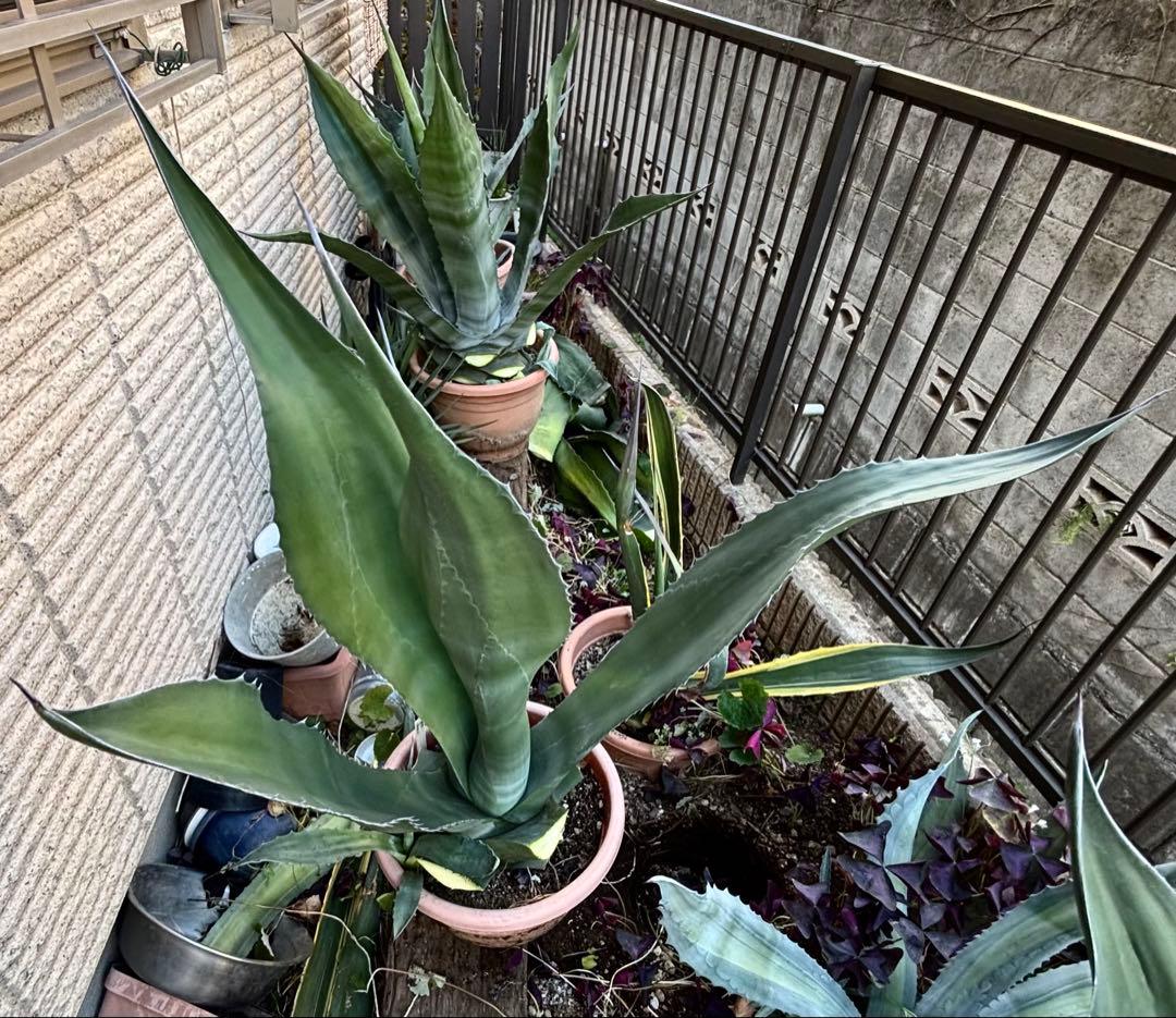 特大‼️ レア‼️ 極耐寒性モンスター アガベ シグマトフィラ