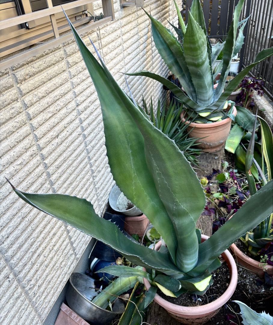 特大‼️ レア‼️ 極耐寒性モンスター アガベ シグマトフィラ