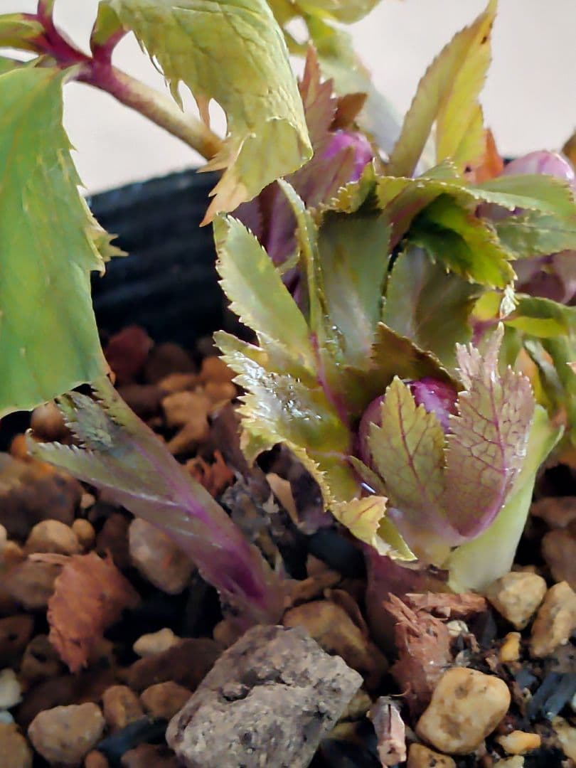 クリスマスローズ株分け