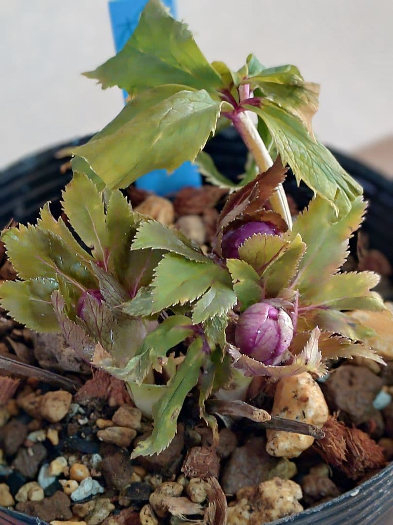 クリスマスローズ株分け