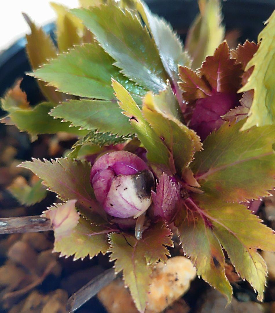 クリスマスローズ株分け