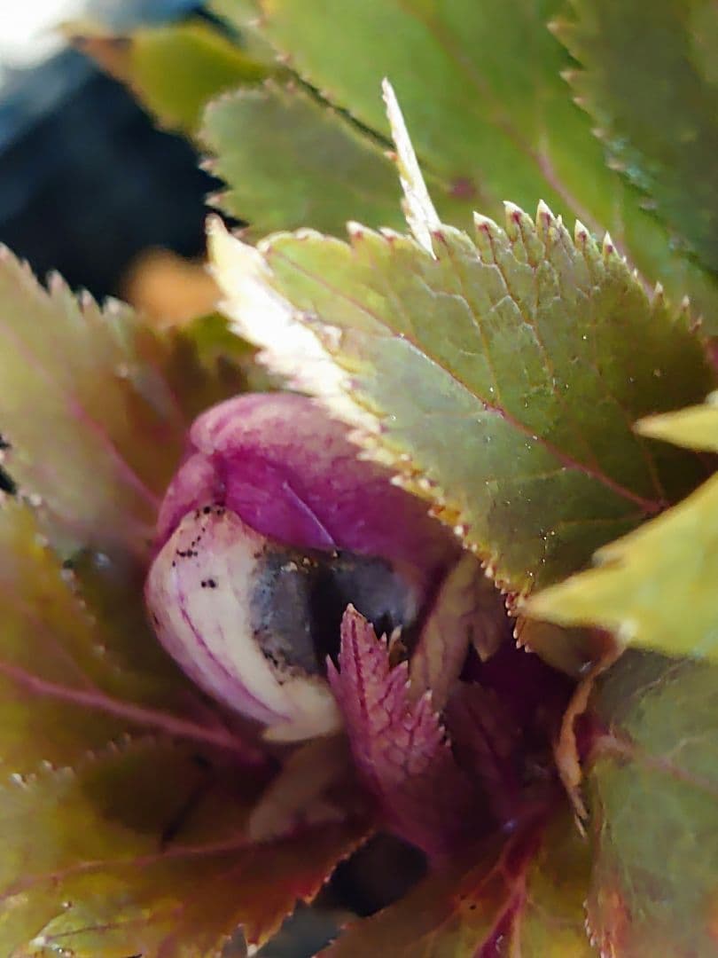 クリスマスローズ株分け