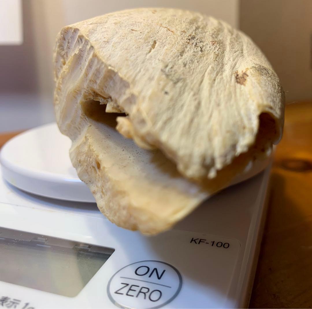 マッコウクジラ 歯 鯨歯 特大 575g 印材や工芸品の素材などに