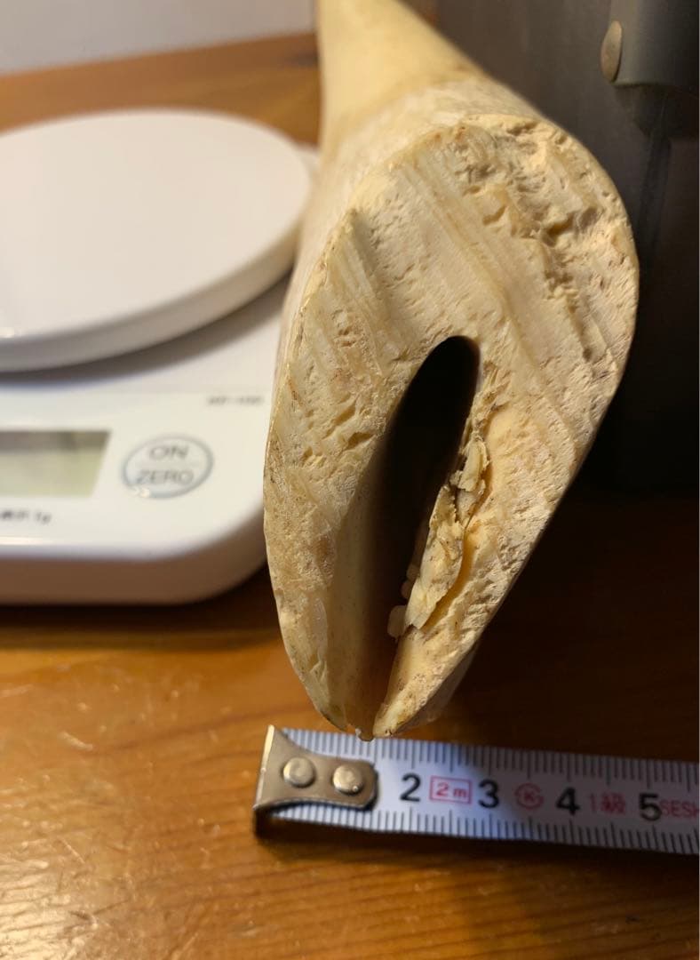 マッコウクジラ 歯 鯨歯 特大 575g 印材や工芸品の素材などに