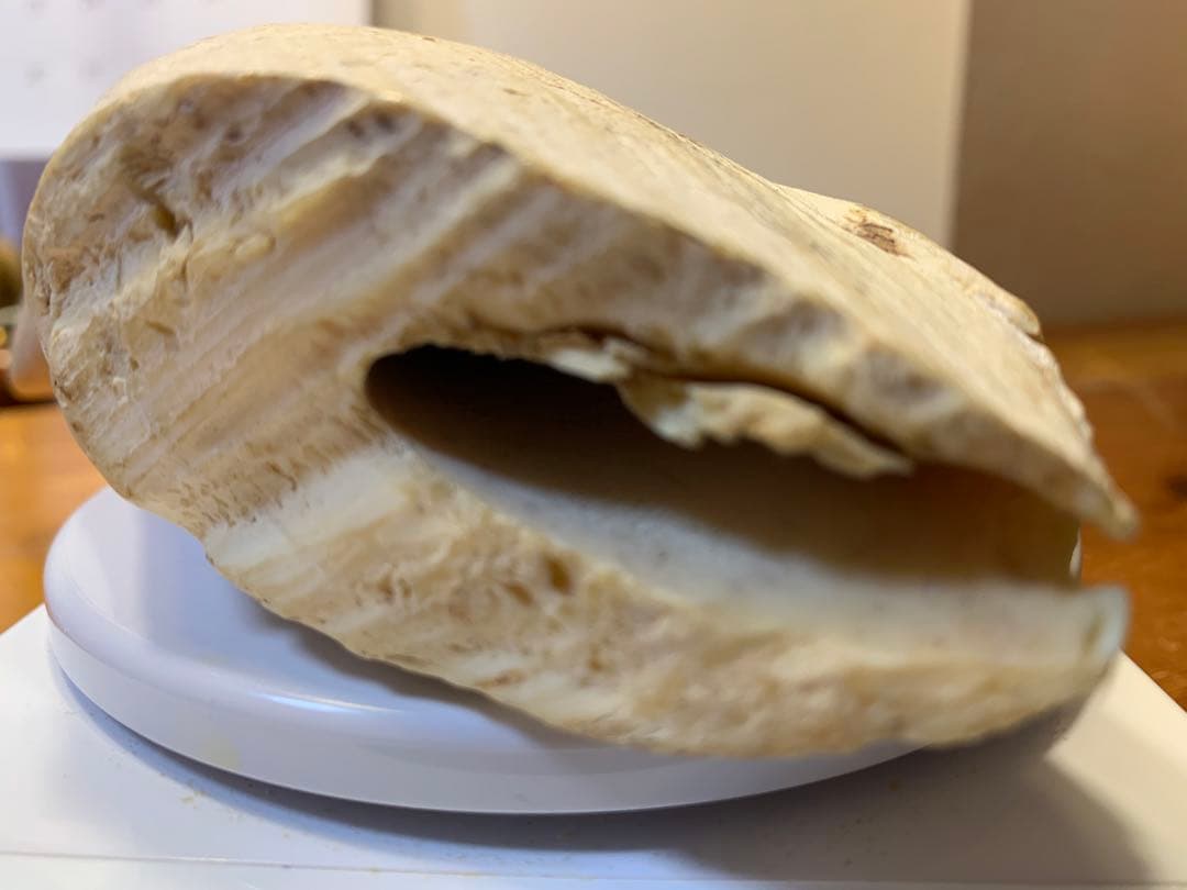 マッコウクジラ 歯 鯨歯 特大 575g 印材や工芸品の素材などに