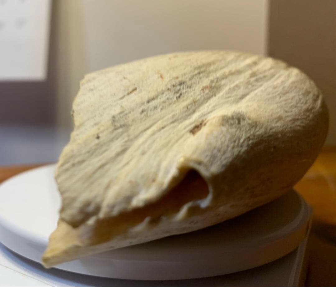 マッコウクジラ 歯 鯨歯 特大 575g 印材や工芸品の素材などに