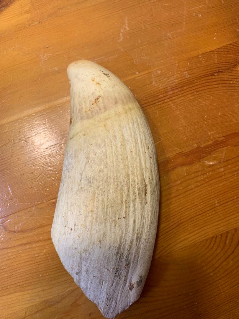 マッコウクジラ 歯 鯨歯 特大 575g 印材や工芸品の素材などに