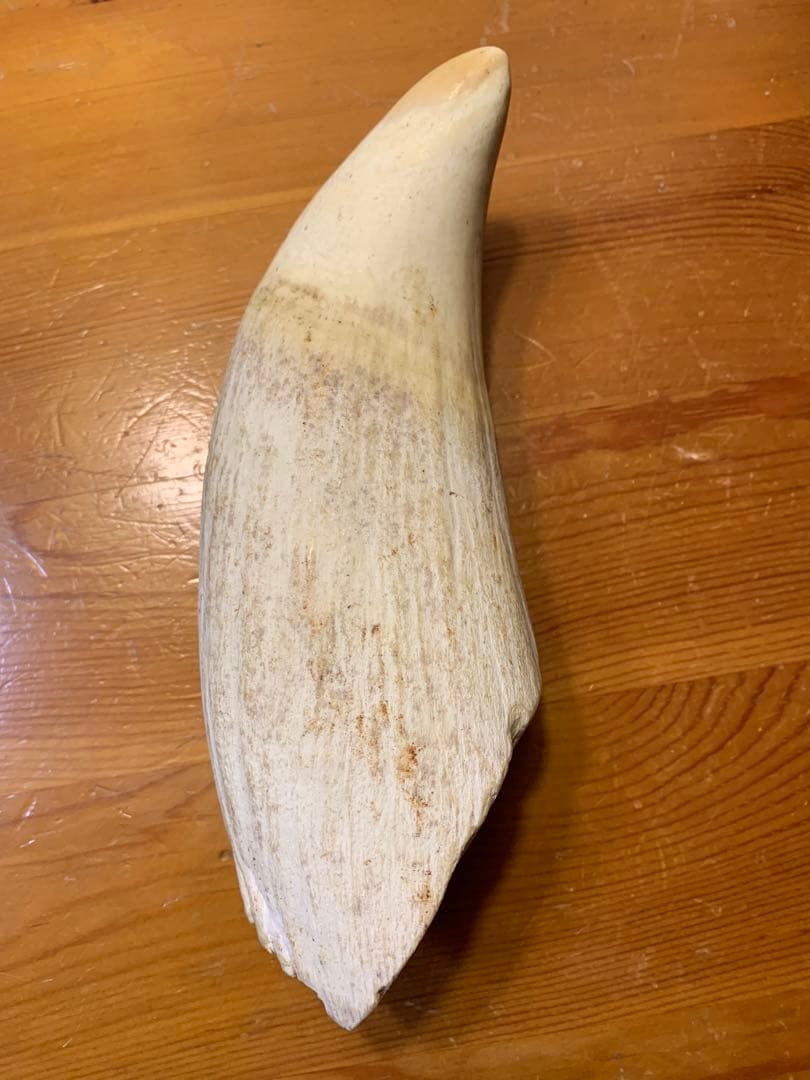 マッコウクジラ 歯 鯨歯 特大 575g 印材や工芸品の素材などに