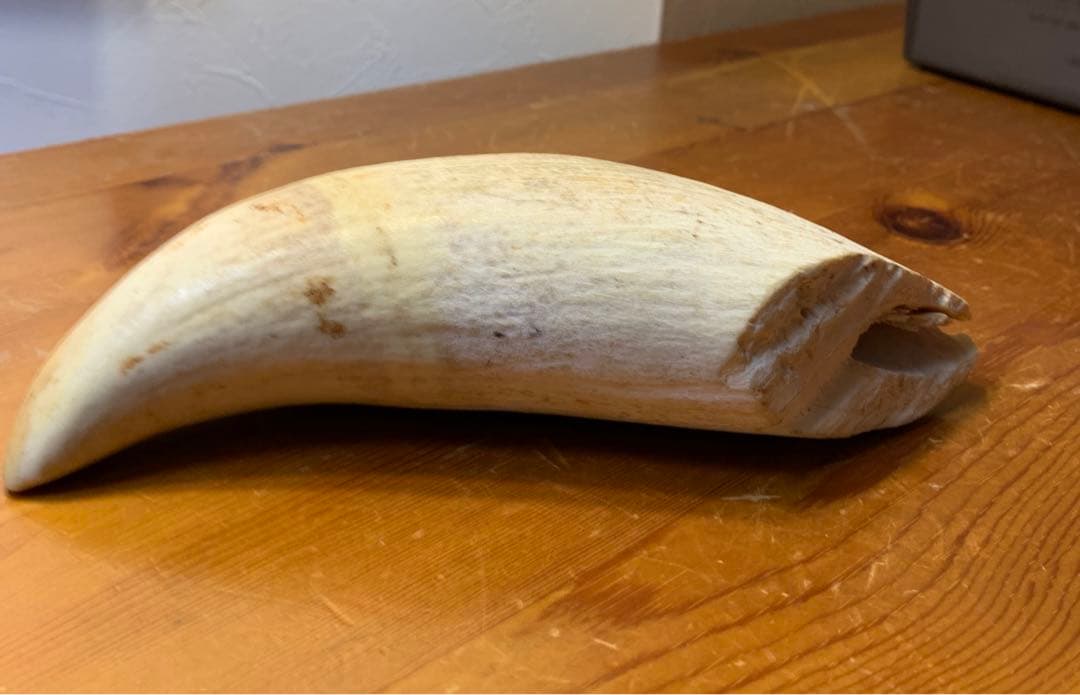 マッコウクジラ 歯 鯨歯 特大 575g 印材や工芸品の素材などに