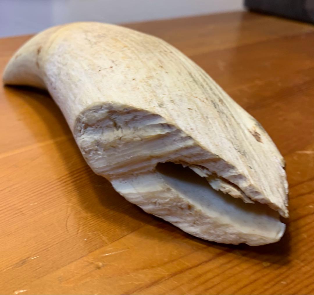 マッコウクジラ 歯 鯨歯 特大 575g 印材や工芸品の素材などに