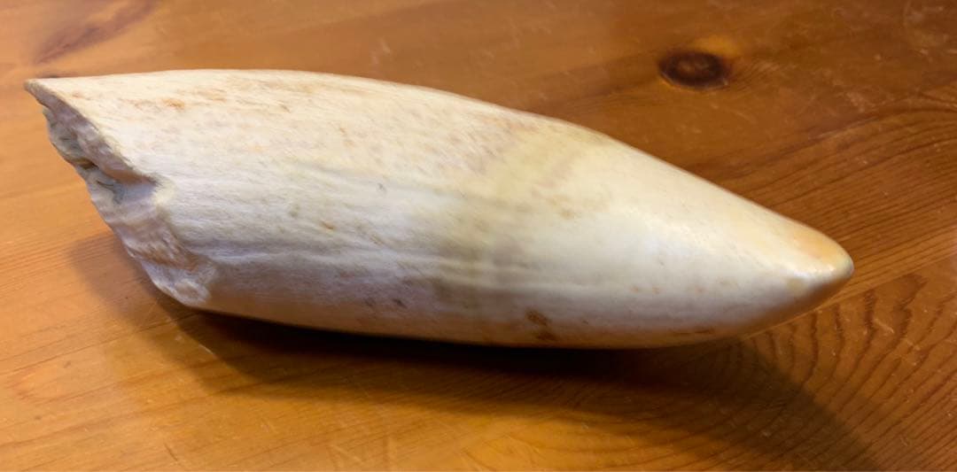 マッコウクジラ 歯 鯨歯 特大 575g 印材や工芸品の素材などに