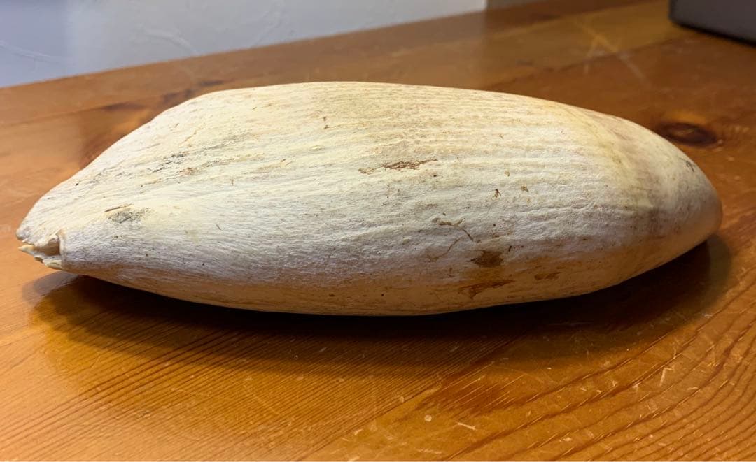 マッコウクジラ 歯 鯨歯 特大 575g 印材や工芸品の素材などに