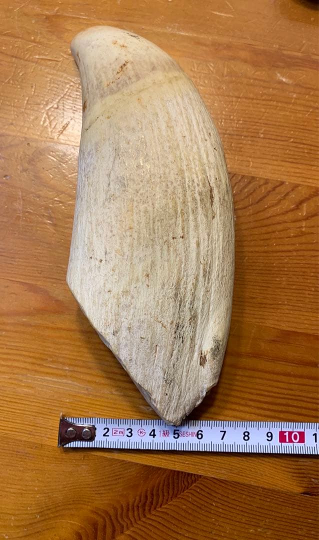 マッコウクジラ 歯 鯨歯 特大 575g 印材や工芸品の素材などに