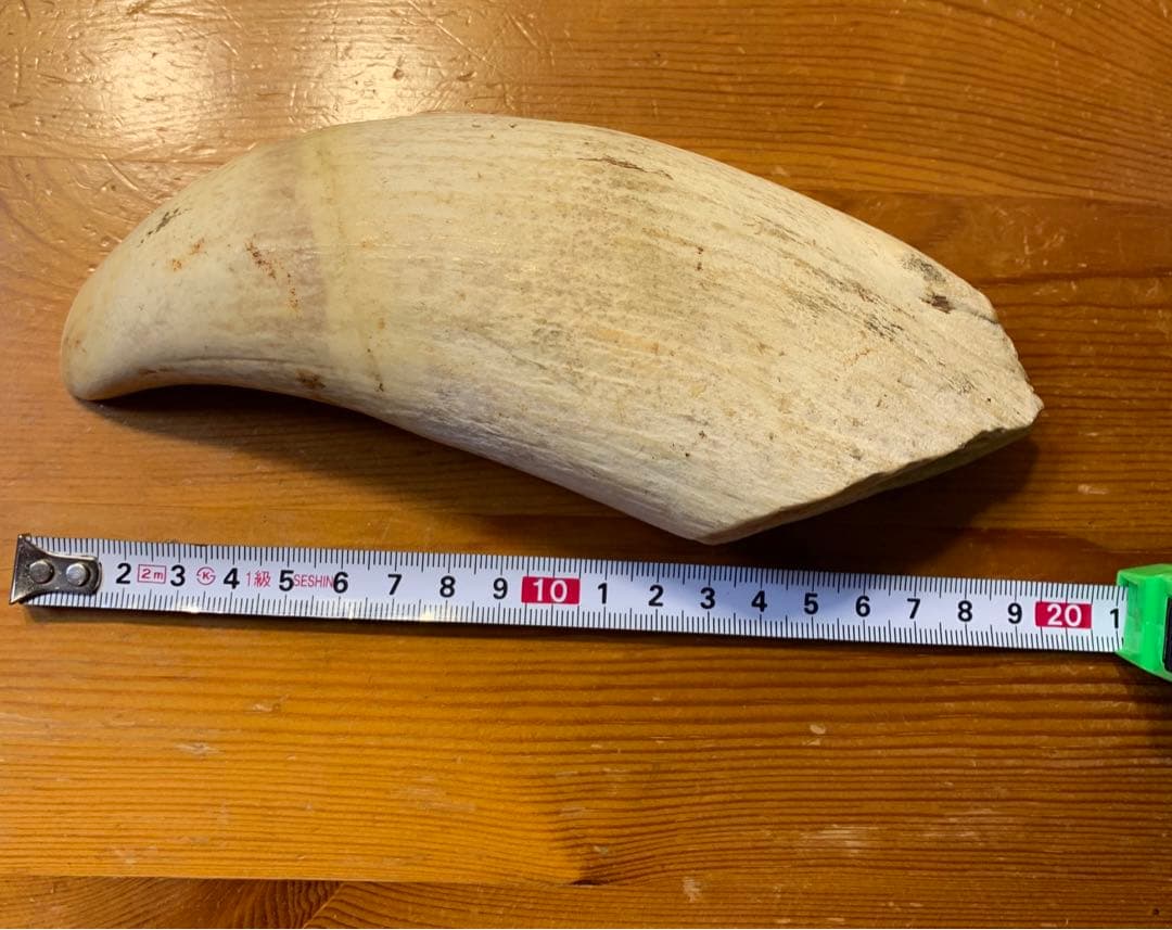 マッコウクジラ 歯 鯨歯 特大 575g 印材や工芸品の素材などに