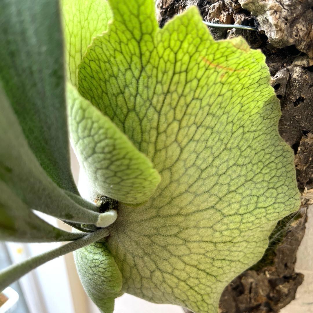 ビカクシダ ペドロタツタ コルク付け - メルカリ