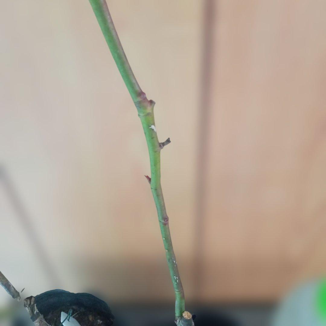 かおりんご様 確認用