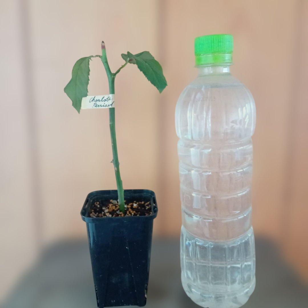 かおりんご様 確認用