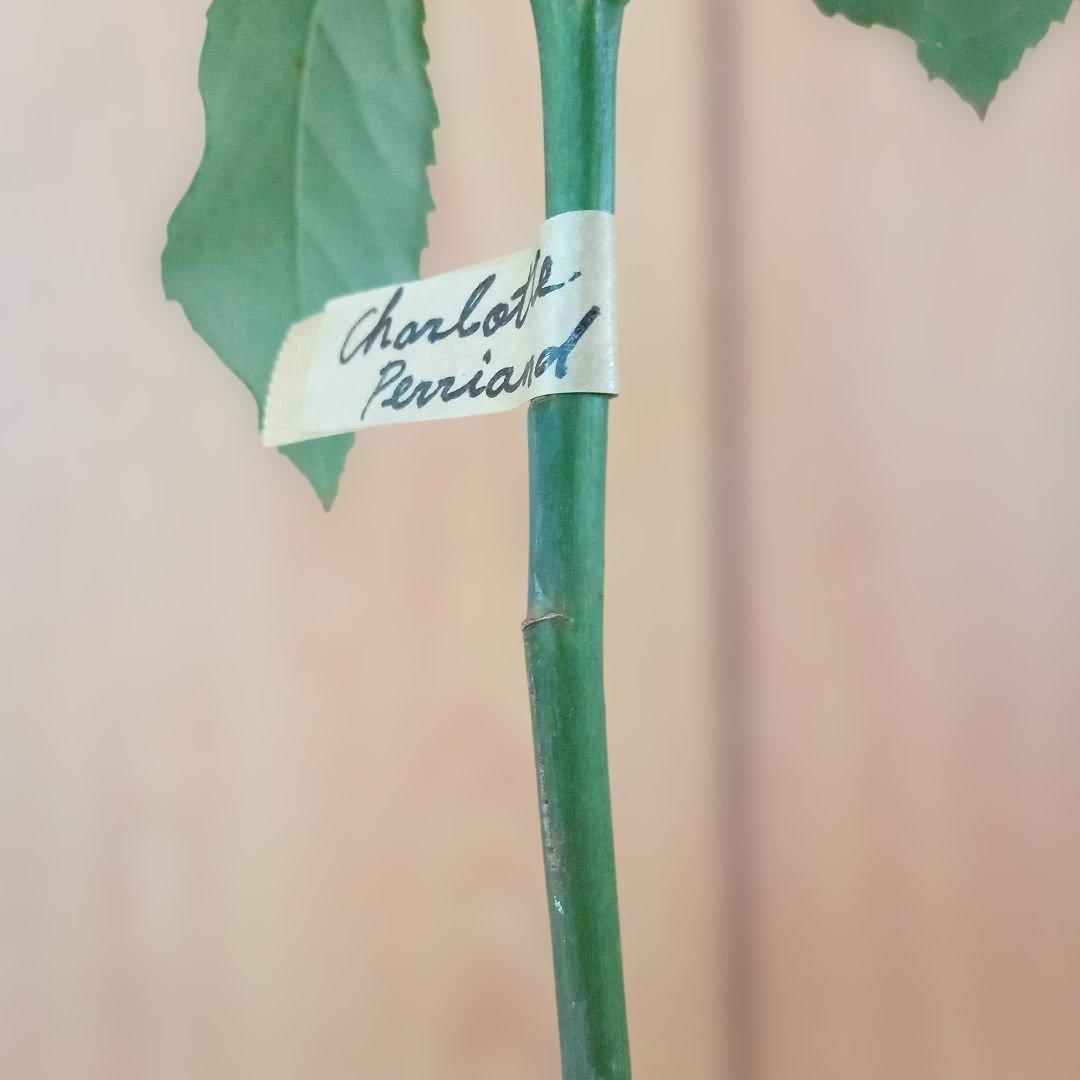 かおりんご様 確認用