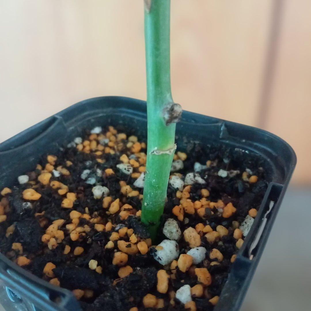 かおりんご様 確認用