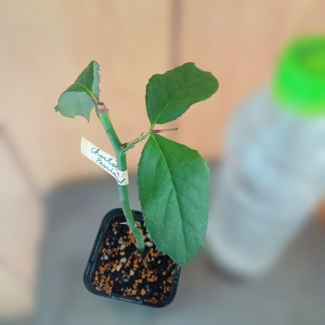 かおりんご様 確認用