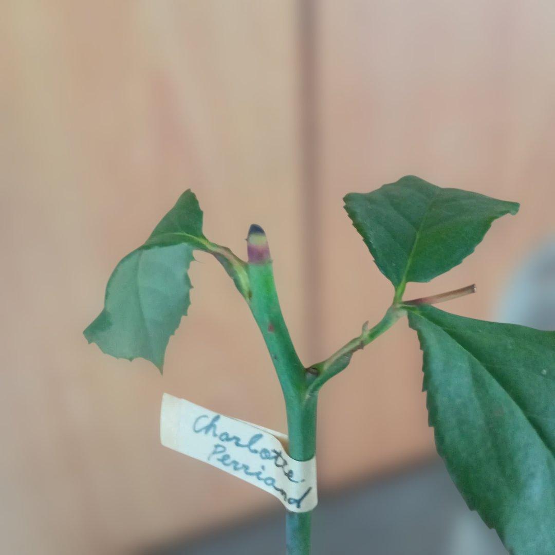 かおりんご様 確認用