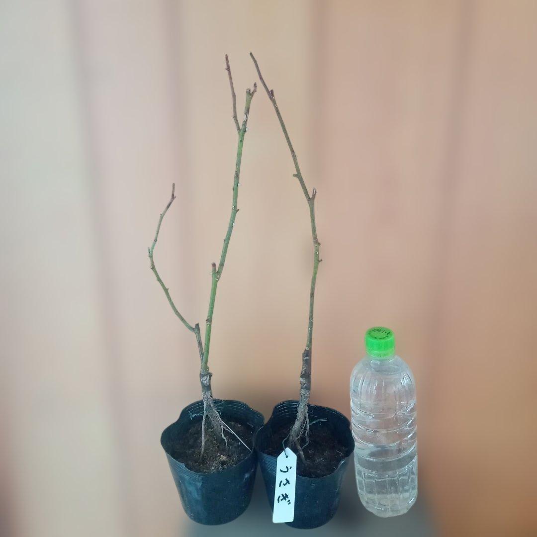 かおりんご様 確認用