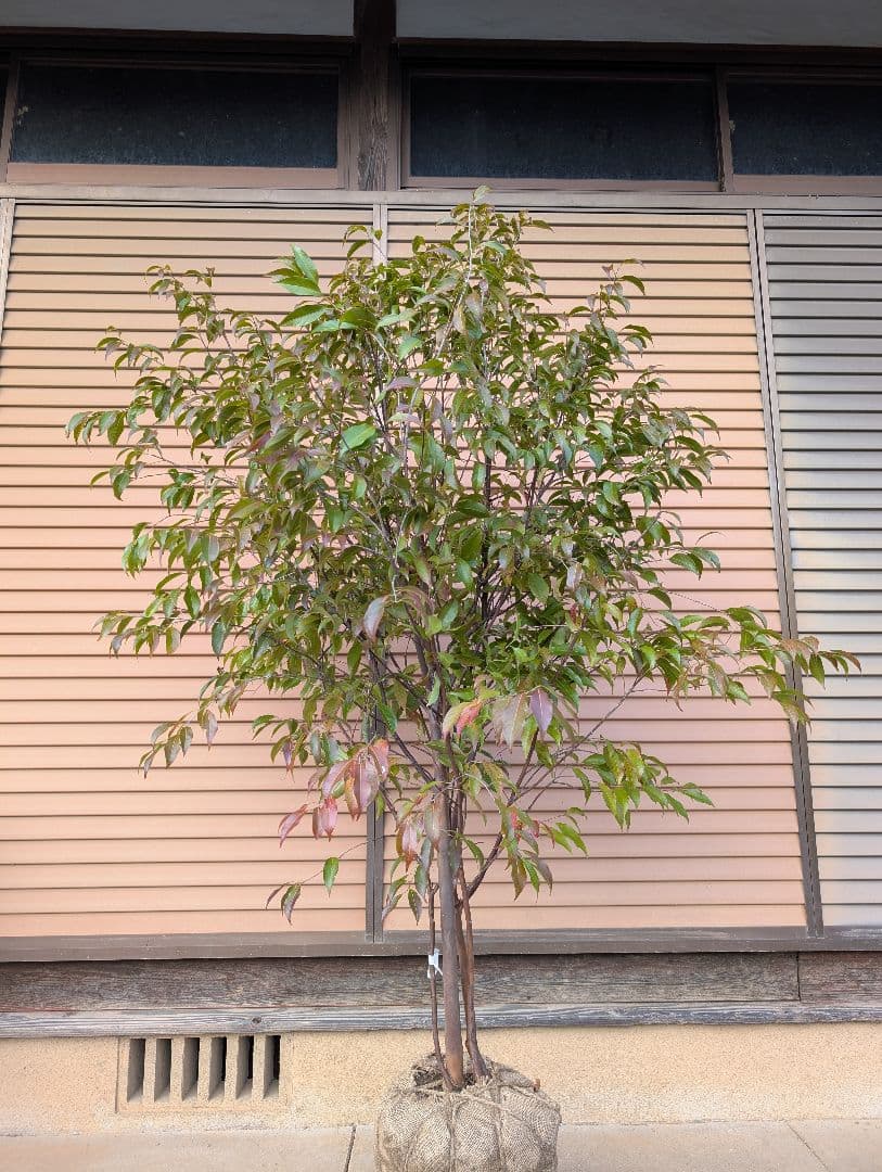 常緑エゴノキ（トキワエゴノキ）株立　約1.5m　②