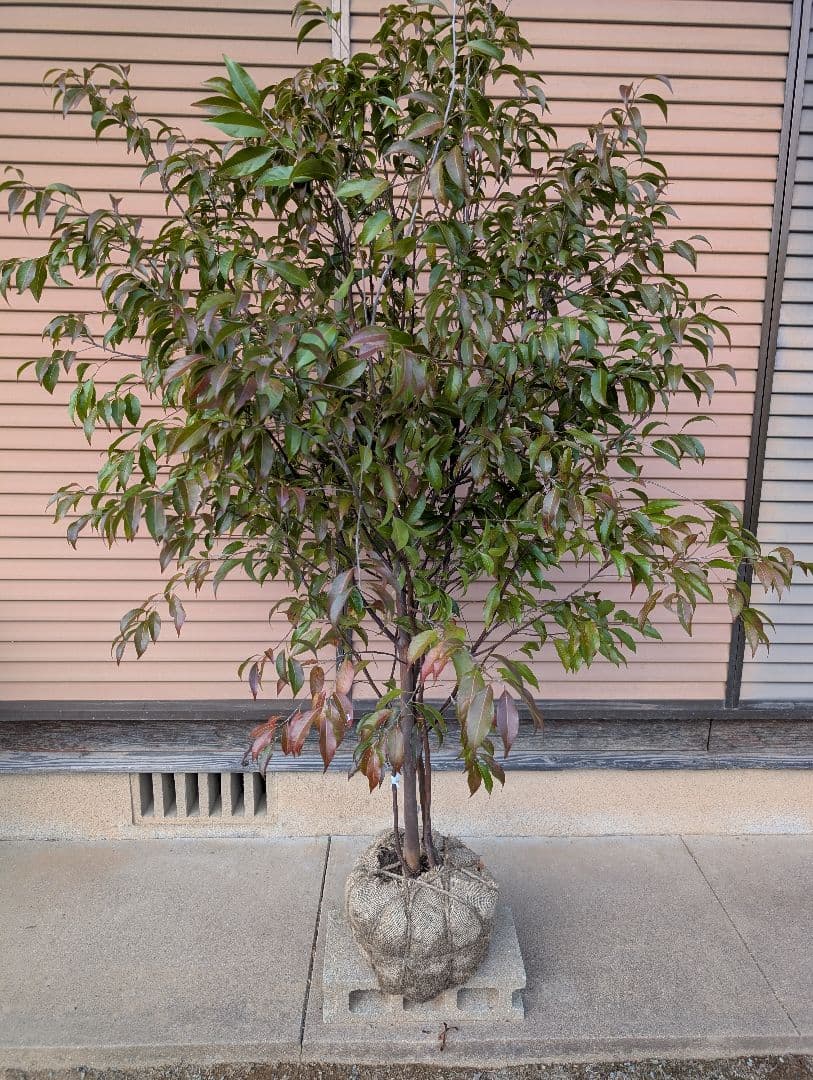 常緑エゴノキ（トキワエゴノキ）株立　約1.5m　②