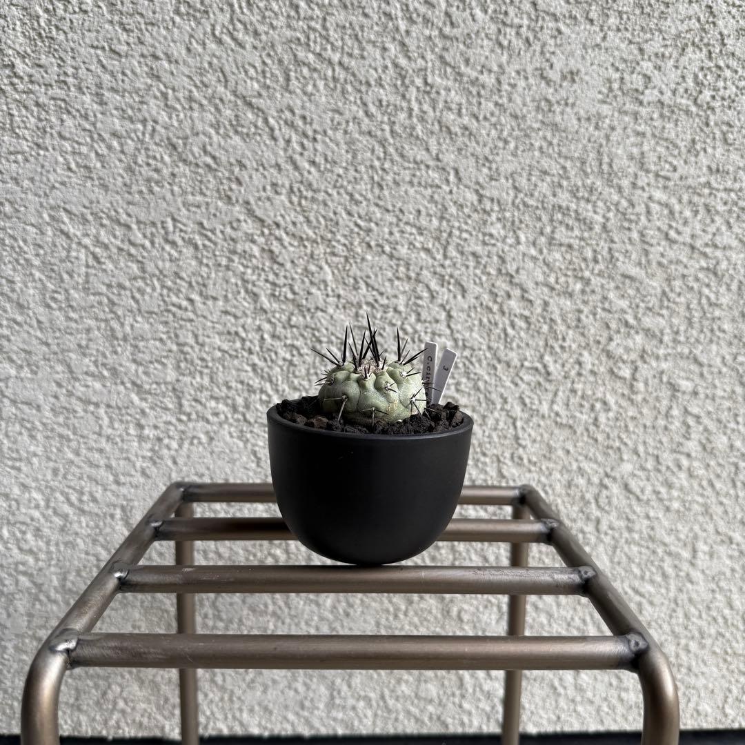 3【現地球・カキコ・白肌・発根済】コピアポア・シネレア（黒王丸